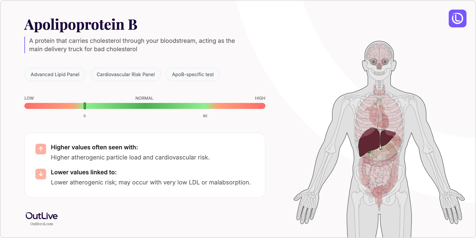 Understanding Your Apolipoprotein B Test Results