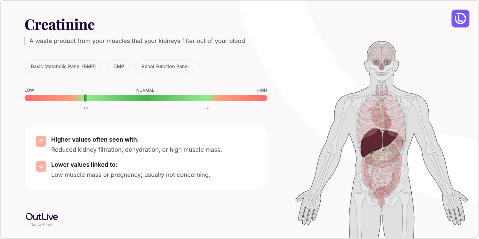Understanding Your Creatinine Test Results