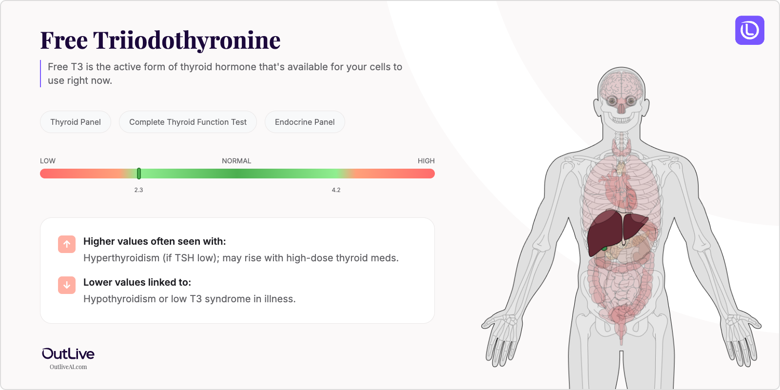 Understanding Your Free T3 Test Results