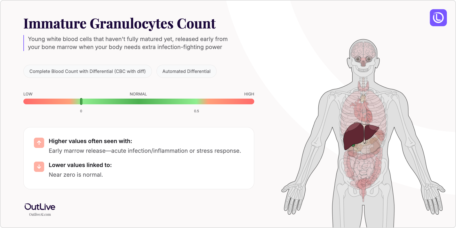 Understanding Your Immature Granulocytes Test Results