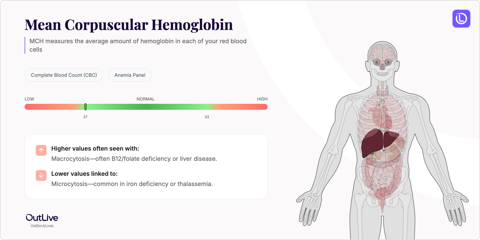 Understanding Your MCH Test Results
