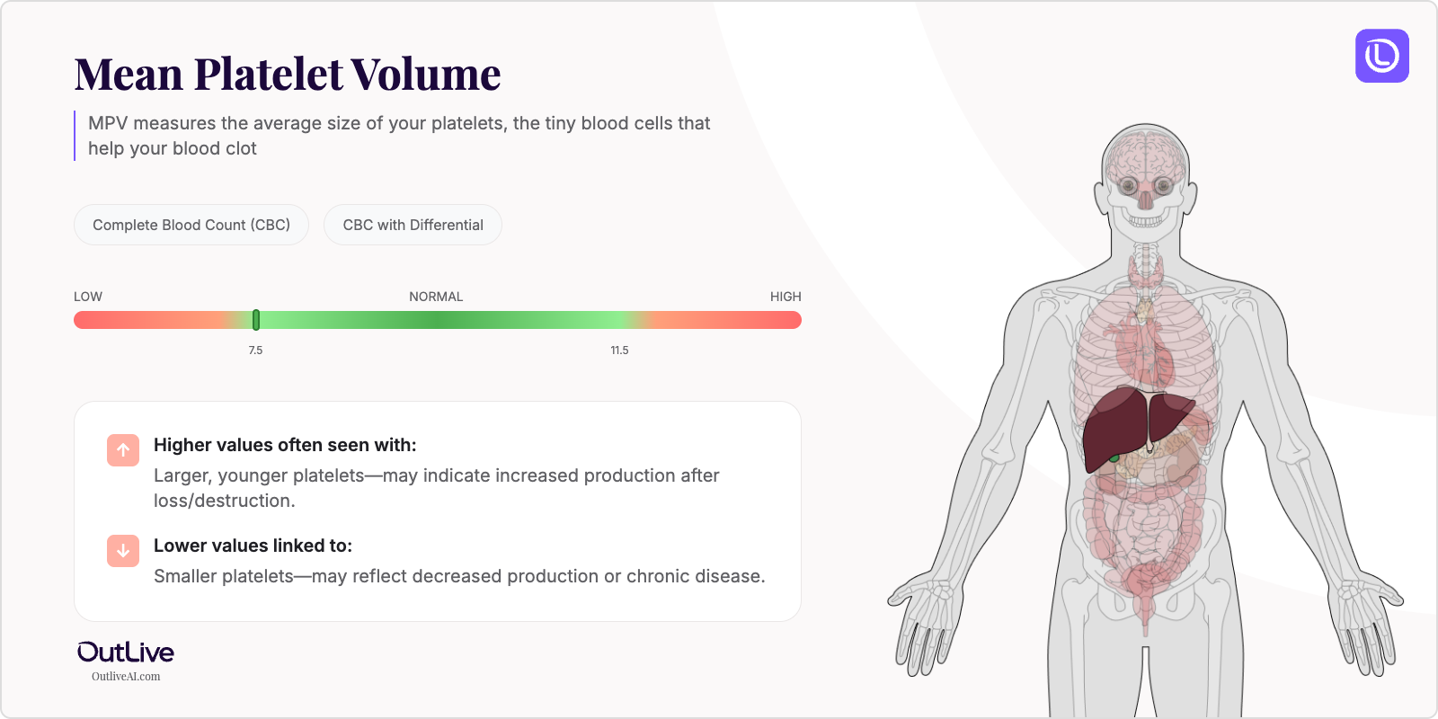 Understanding Your MPV Test Results