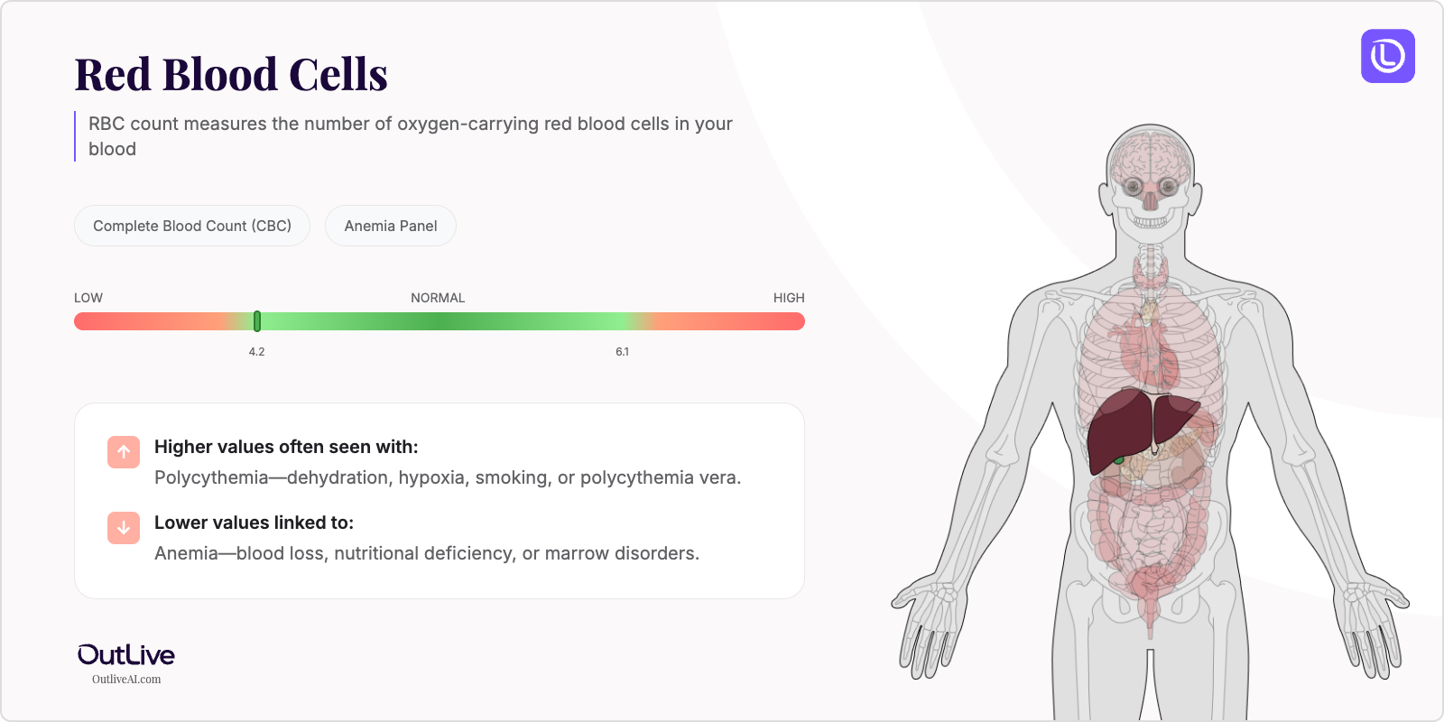 Understanding Your Red Blood Cell Count (RBC) Test Results