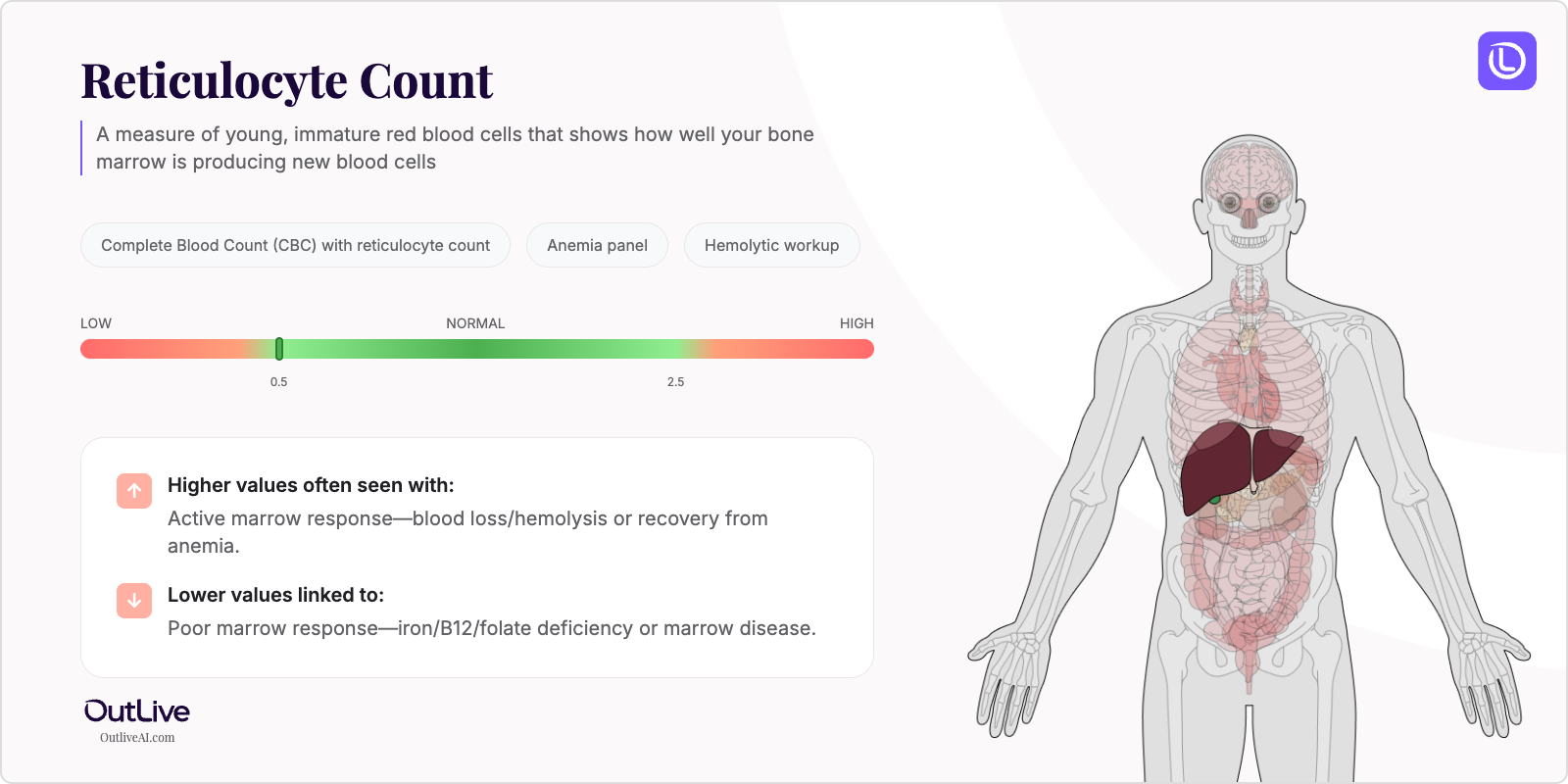 Understanding Your Reticulocyte Count Test Results