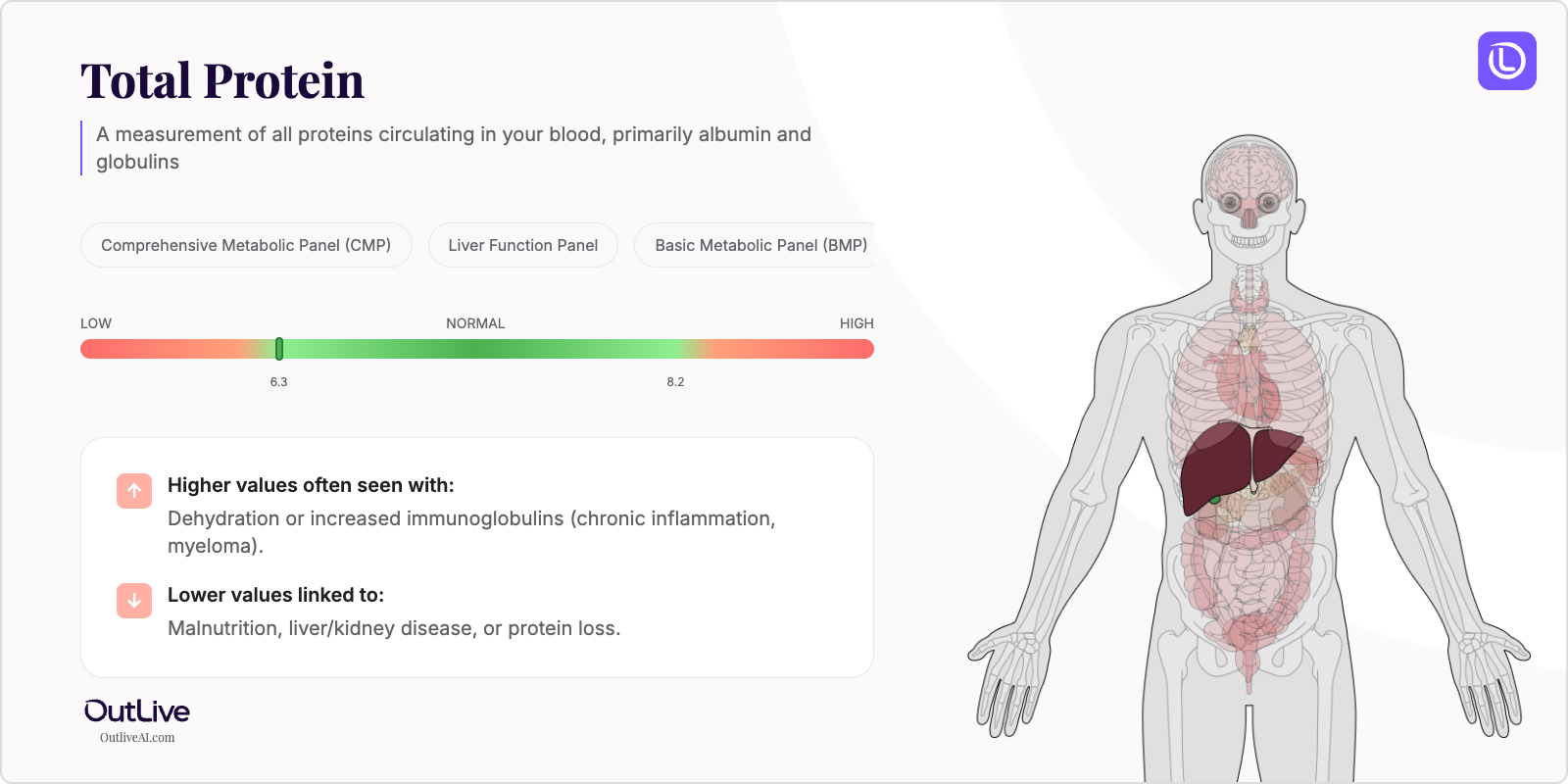 Understanding Your Total Protein Test Results